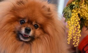 CanineRelief Arthritis Gel