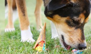 PawComfort Pad Repair Balm