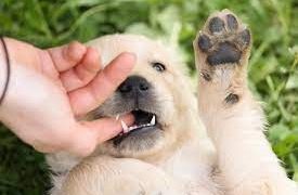 FurFresh Coat Refreshing Spray