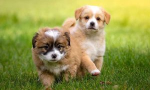 PetCare Flea & Tick Spot-On