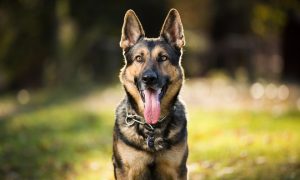 VetGuard Flea & Tick Spray